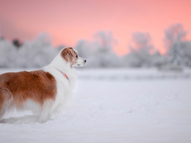 Породистый пес стоит на снегу 