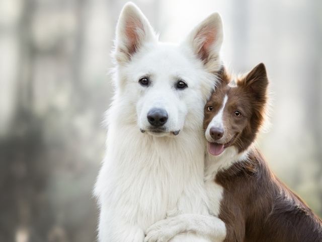 Nét đẹp trong trắng lộng lẫy của giống chó Swiss Shepherd và Border Collie sẽ khiến hình ảnh của bạn trở nên uyển chuyển và thanh lịch! Hãy tham gia xem những hình ảnh đầy đủ màu sắc và vẻ đẹp tự nhiên của những chú chó tuyệt vời này ngay lúc bây giờ!