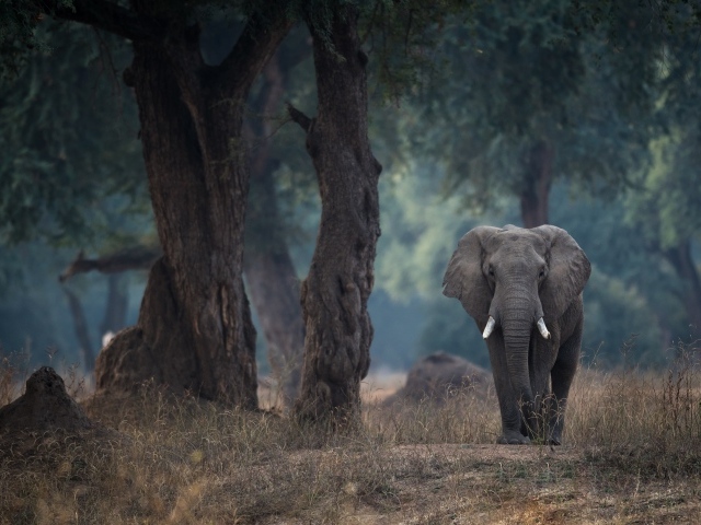 Большой серый слон идет у дерева