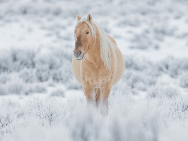 Большая коричневая лошадь идет по покрытой снегом траве