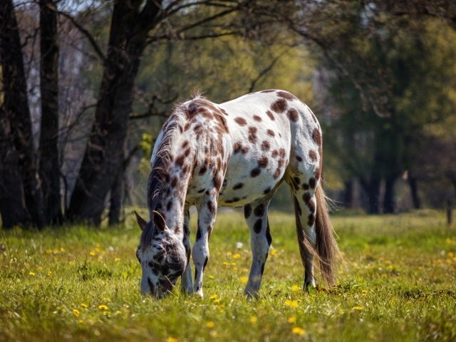 Белая пятнистая лошадь гуляет по зеленой траве