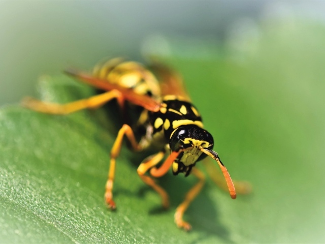 Wasp sits on a green leaf close-up