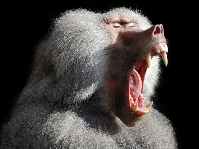 Big baboon yawns on a black background