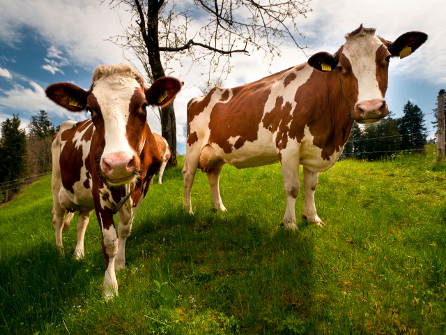 Две домашние коровы на зеленом поле 