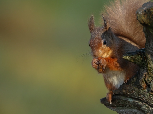 Fluffy red squirrel nibbles a nut on a tree