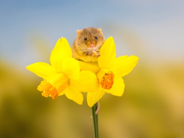 Маленькая серая мышка на желтом цветке нарцисса 