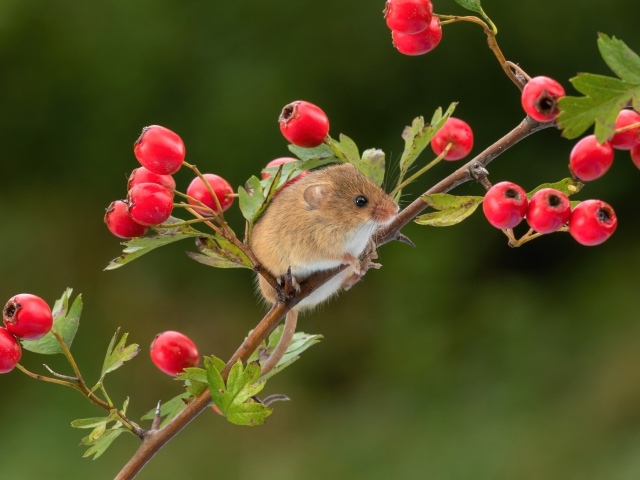 Маленький мышонок сидит на ветке с красными ягодами