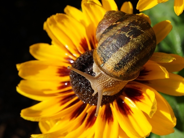 Snail sitting on a yellow flower