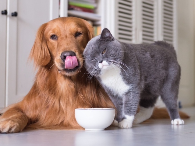 Большой породистый кот с рыжим псом пьют молоко