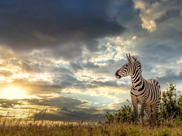 Полосатая зебра на фоне неба на закате
