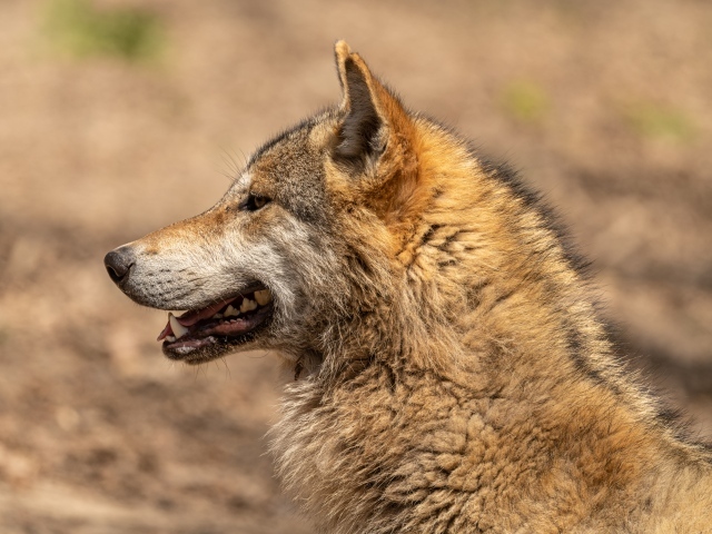 Predatory wolf with open mouth