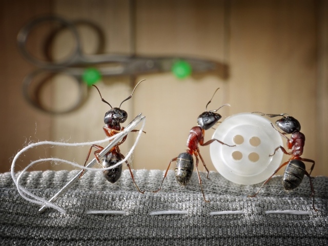 Three ants sew a button