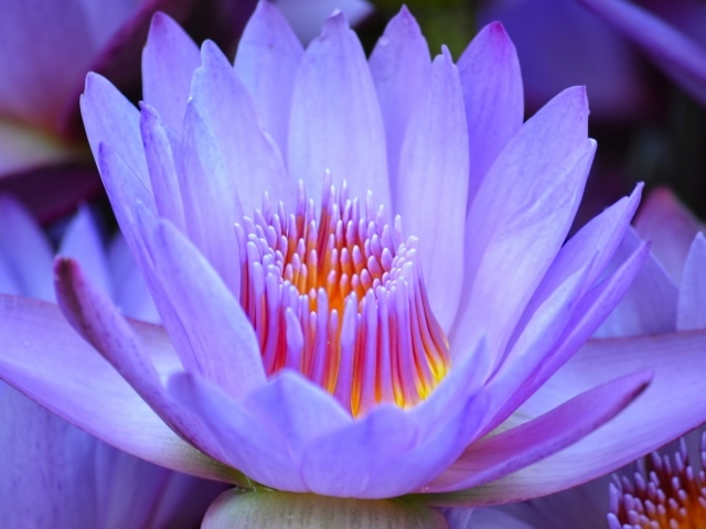 Красивый нежный фиолетовый цветок лотоса крупным планом 