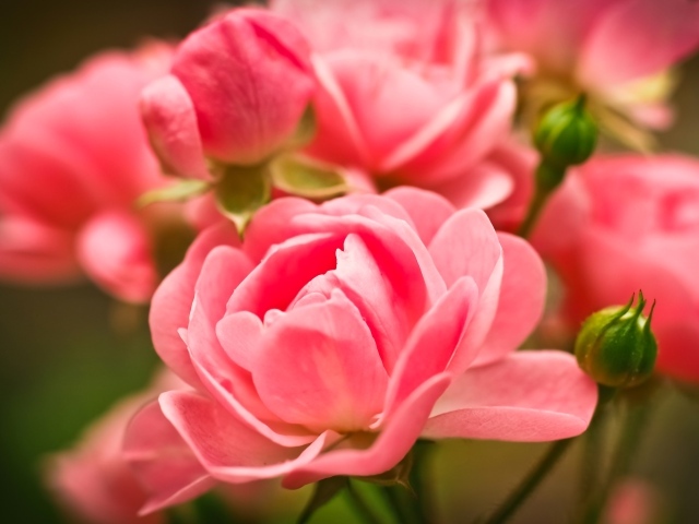 Красивые розовые цветы комнатной розы с бутонами 