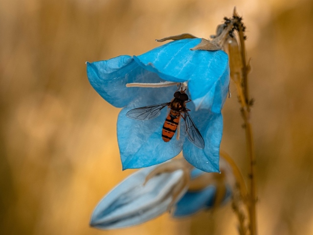 Голубой цветок колокольчика с насекомым крупным планом 