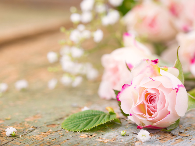 Розовый цветок нежной розы на столе 