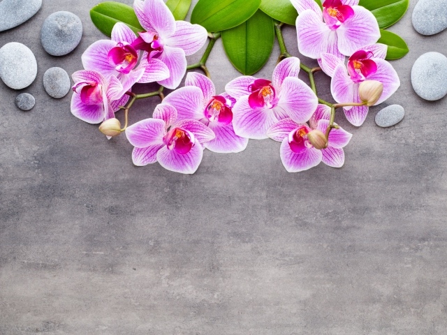 Pink orchid flowers with stones on gray background