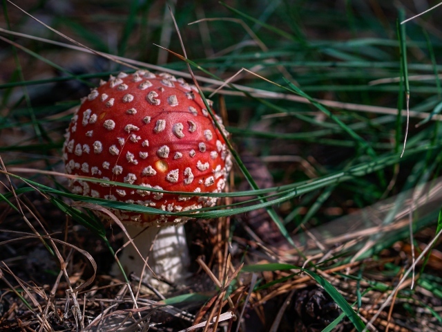 Red fly agaric in green grass in the sun