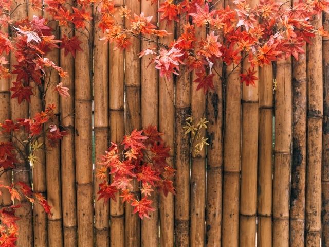 Yellow leaves on a bamboo fence in autumn