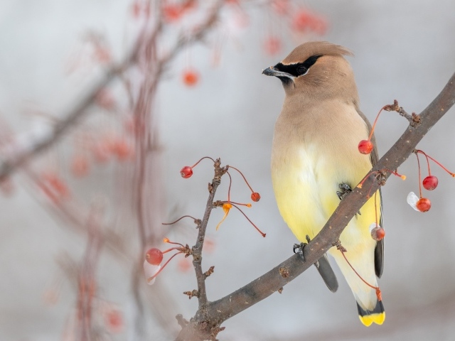 American Waxwing sits on a branch with red berries