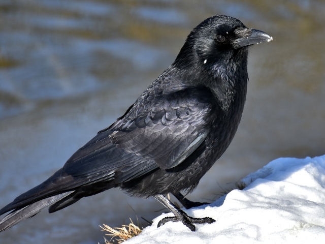 Black crow sits in the snow