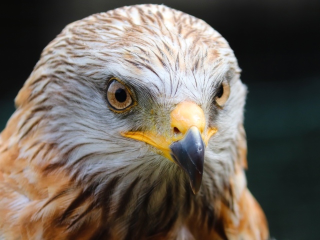 Head of a predatory golden eagle with a sharp beak