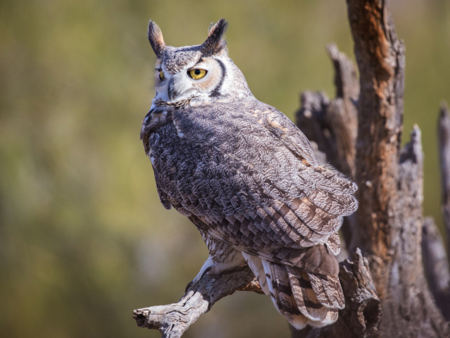 Виргинский филин сидит на ветке - обои для рабочего стола, картинки, фото
