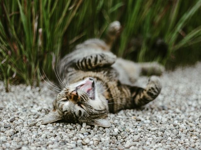 A gray yawning cat lies on a pebble in the garden