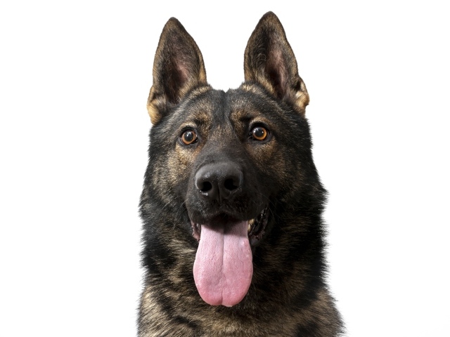 German Shepherd with tongue hanging out