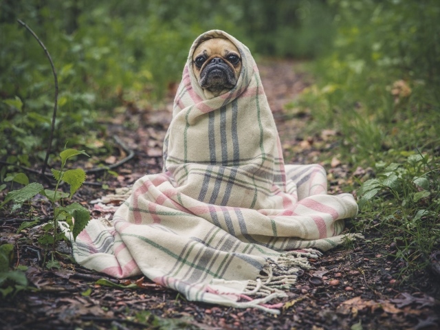 Грустный мопс в теплом одеяле на улице