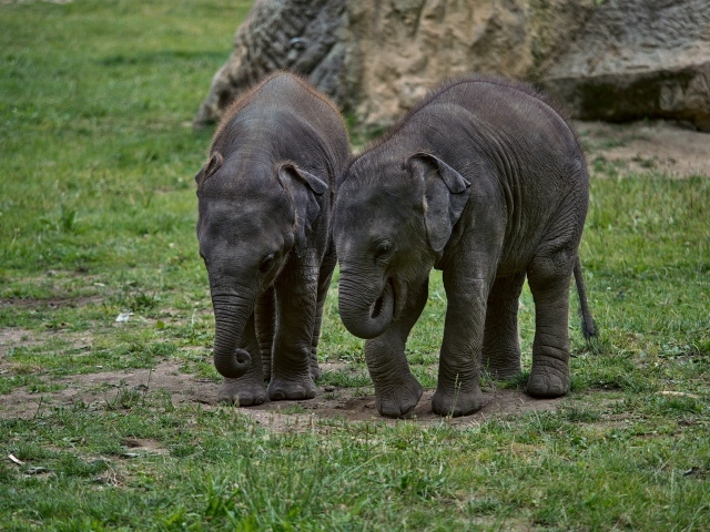 Two little elephants on green grass