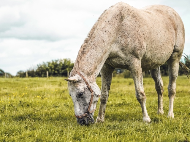 Большая белая лошадь пасется на зеленой траве