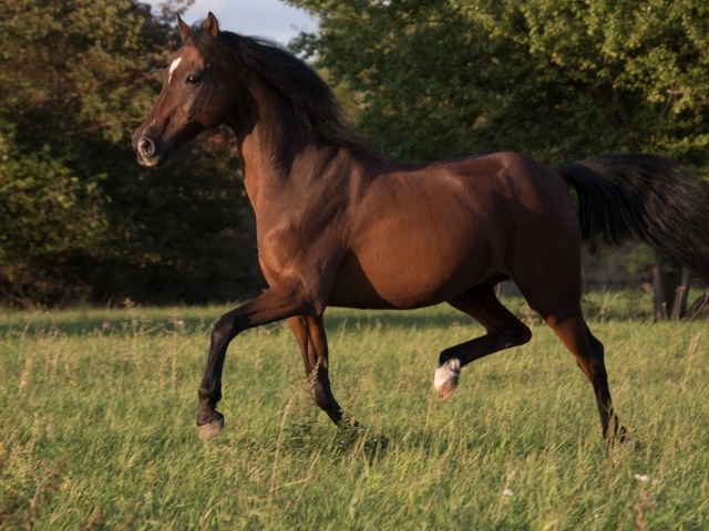 Грациозная коричневая лошадь скачет по траве