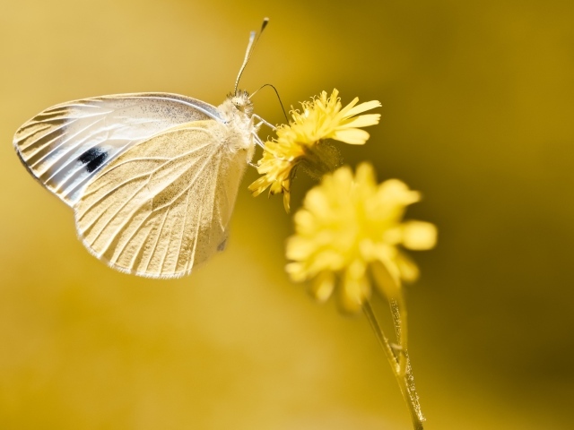 Бабочка сидит на желтом цветке 