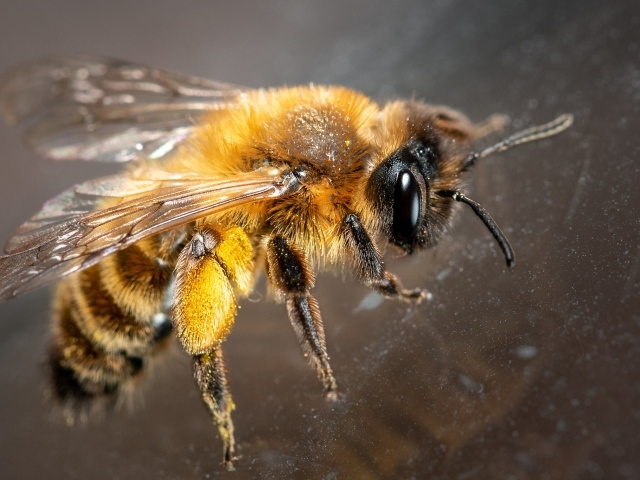 Маленькая пчела на стекле крупным планом