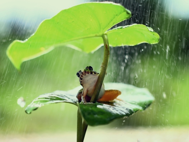Little frog sits under a green leaf in the rain