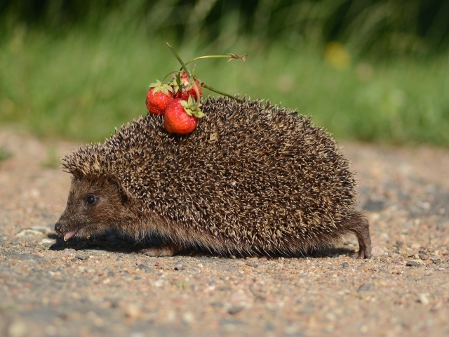 Spiny hedgehog with needles