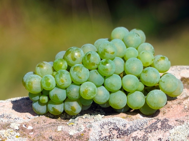 A bunch of green grapes lies on a stone