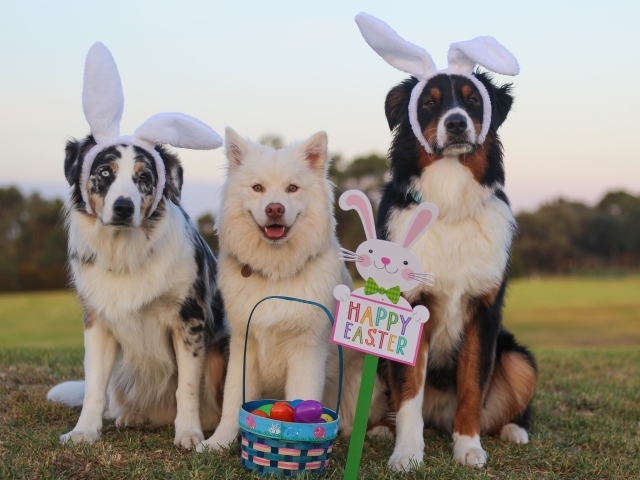 Три собаки с корзиной яиц на Пасху