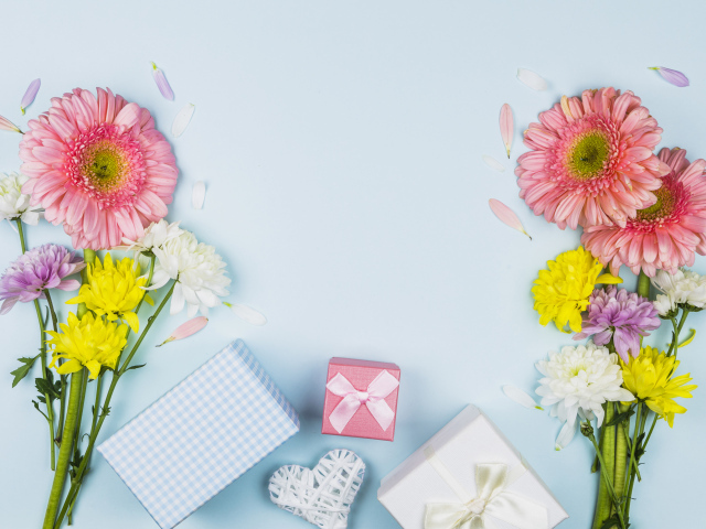 Цветы герберы и подарки на голубом фоне, шаблон поздравительной открытки на 8 марта