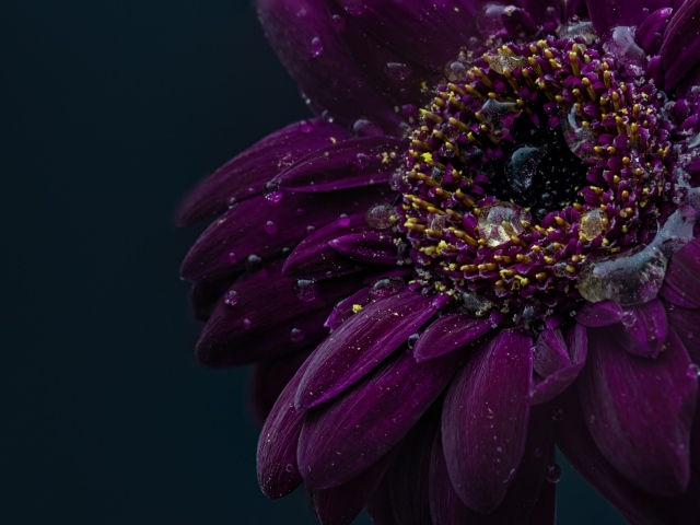 Красивый фиолетовый цветок герберы в каплях воды