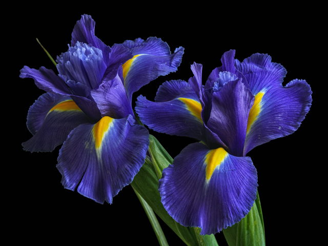 Синие цветы ириса на черном фоне