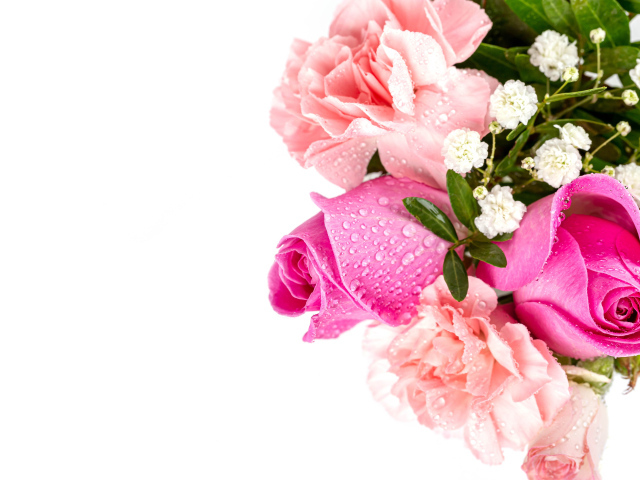 Букет розовых роз с гвоздиками в каплях росы на белом фоне - обои для