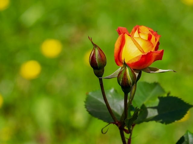 Оранжевый цветок розы в двумя бутонами на зеленом фоне