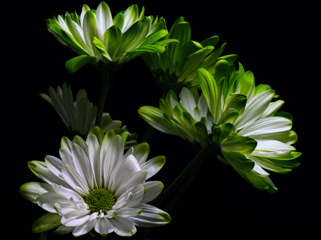 Бело-зеленые цветы хризантемы на черном фоне 