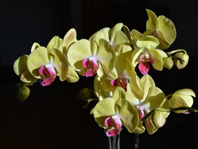 Yellow orchids with pink center on black background