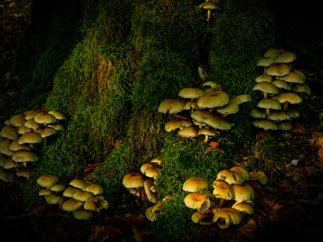 Many mushrooms on a tree covered with moss