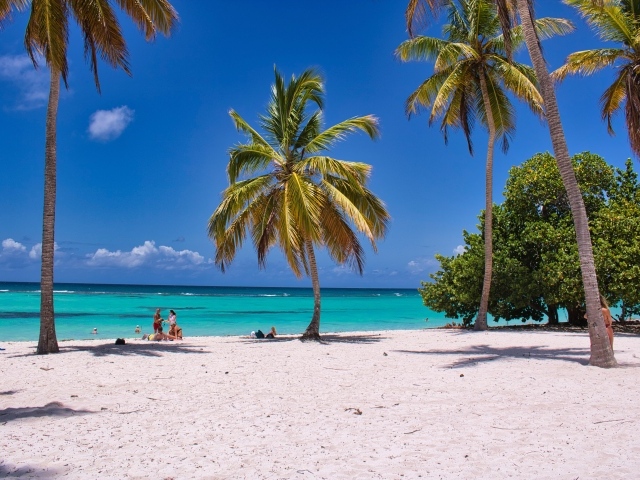 Palms - Hình nền cây cọ ven biển trên bãi cát trắng là lựa chọn tuyệt vời cho những người yêu thiên nhiên và mong muốn tìm kiếm sự bình yên trong cuộc sống. Bức ảnh này sẽ đem đến cho bạn một sự thoải mái và yên bình như đang nghỉ dưỡng tại bãi biển.