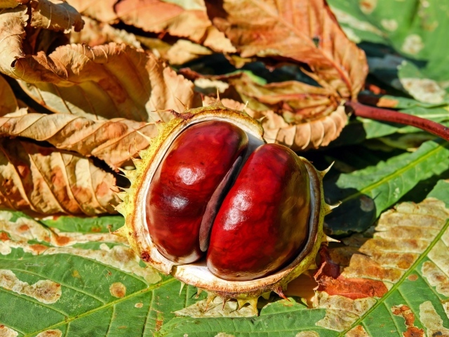 Chestnuts with leaves in the sun