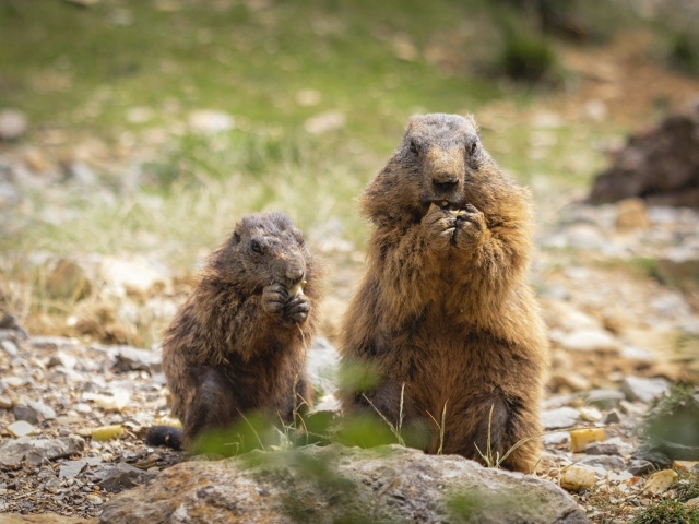 Marmot with cub eating food